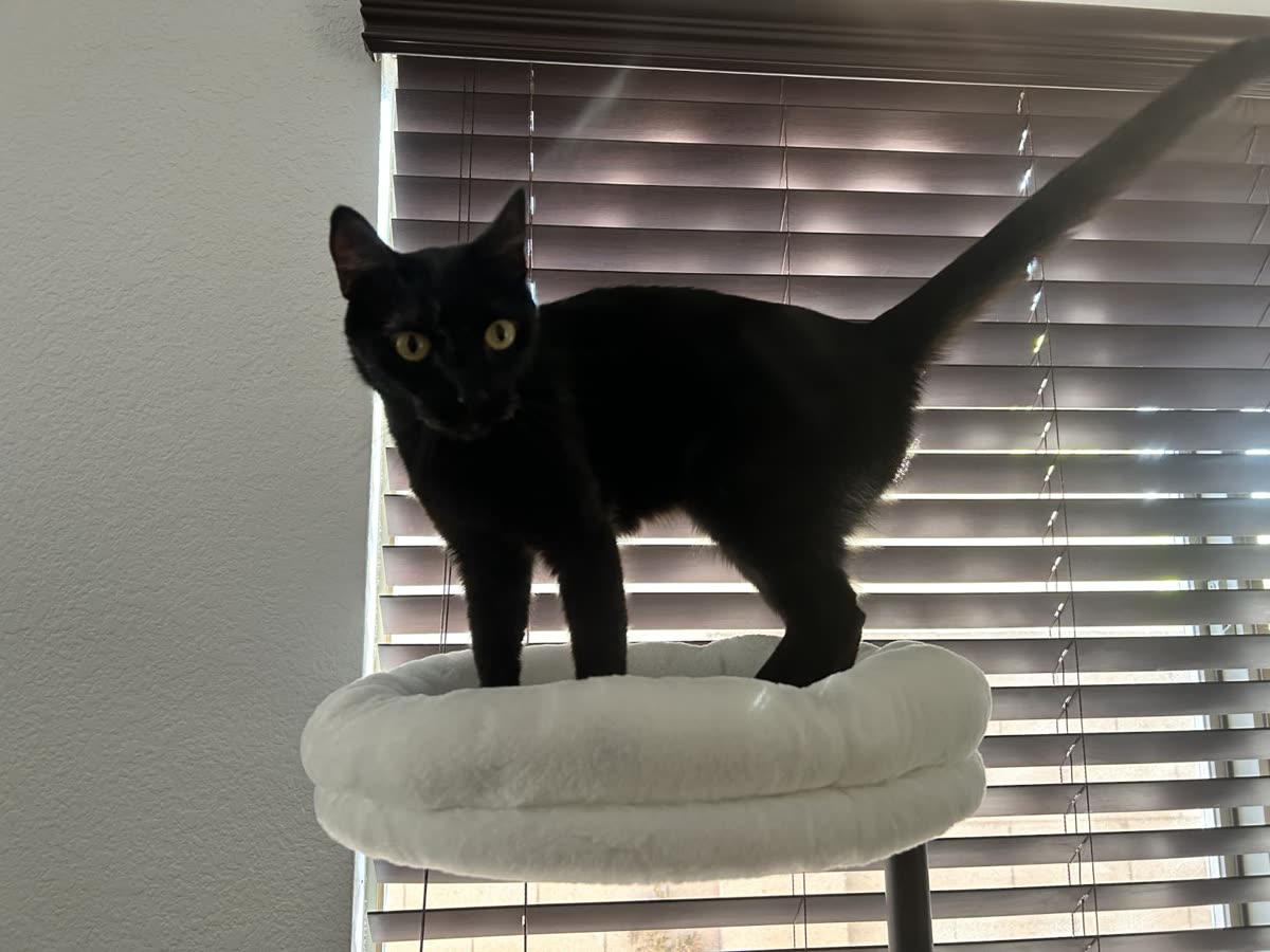 A black cat standing in the desk bed in front of window blinds