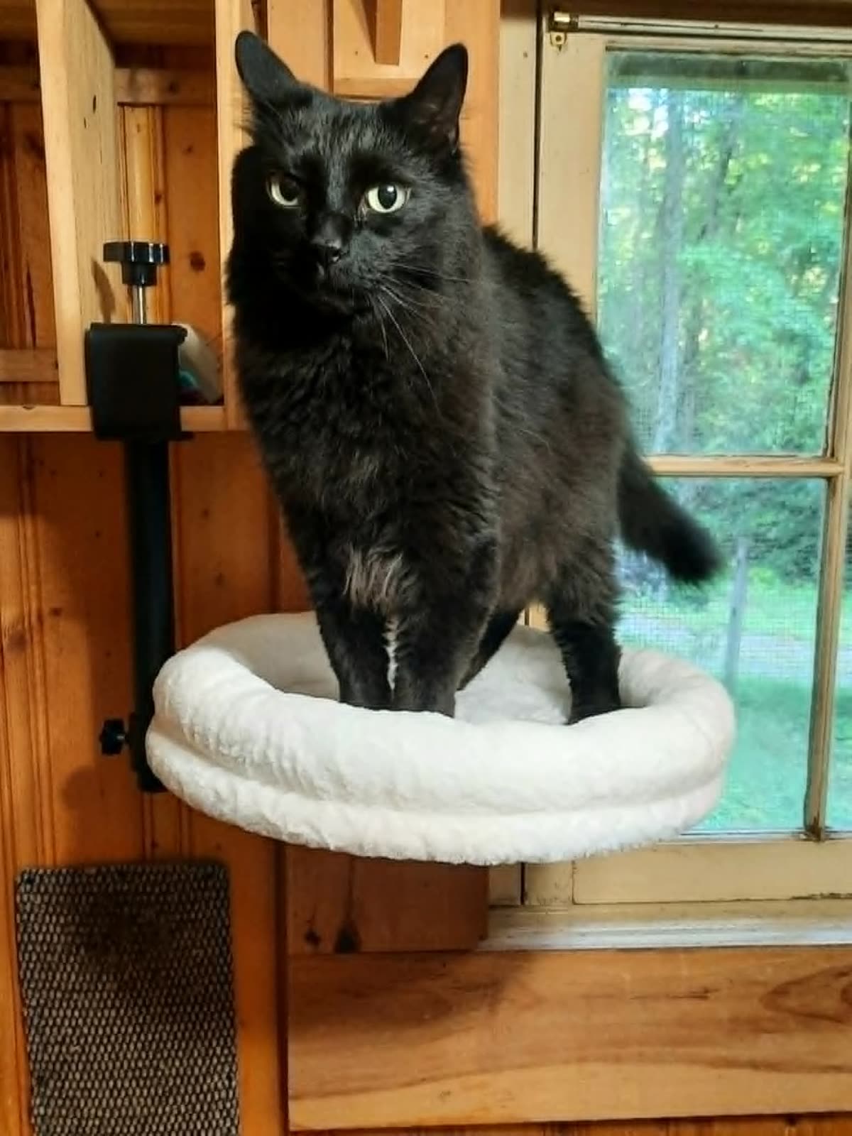 A long-haired black cat perched in the desk bed clamped to a wooden desk by a window