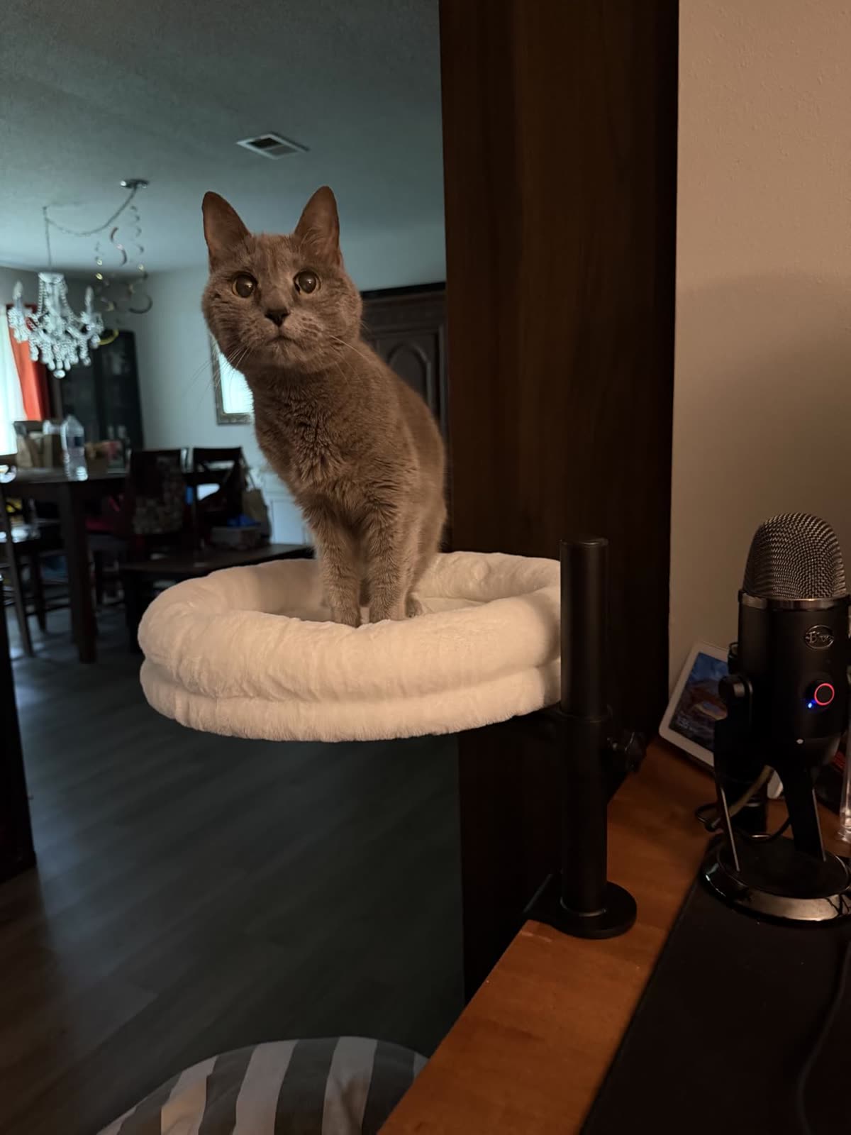 A grey cat sitting upright in the desk bed next to a monitor and microphone
