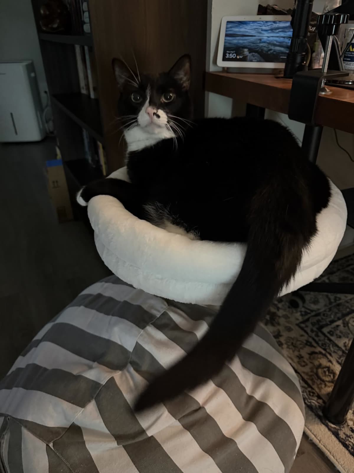 A tuxedo cat curled up in the white faux fur nest clamped beside a home desk